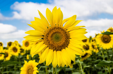 Sunflower on the background of blue sky stock photo