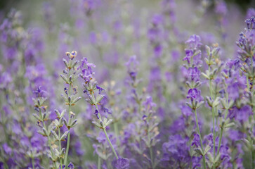 Field of blooming lavender stock photo