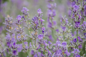 Lavender flowers in the field stock photo