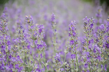 Naklejka premium Field of lavender macro photo