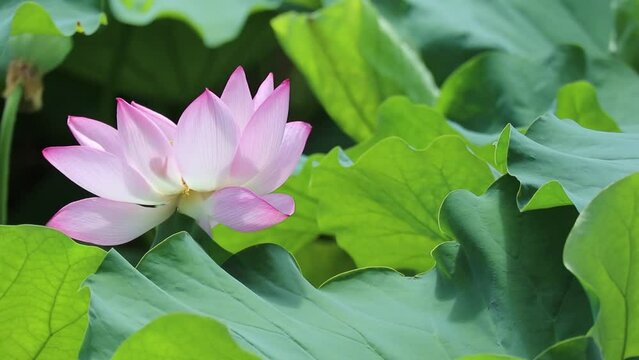 lotus pond flowers