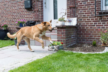 Großer Mischlingshund rennt durch den Garten