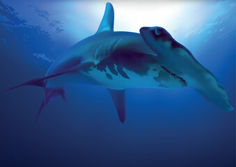 Hammerhead Shark in Deep Blue Ocean - Colored and Detailed Illustration, Vector