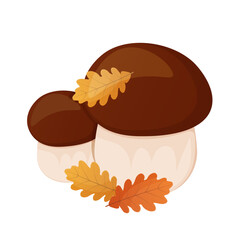 Two boletus with oak leaves, forest mushrooms illustration