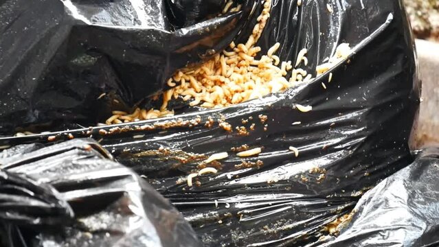 a collection of maggots in a pile of garbage. Cabbage Maggot crawling on black garbage bag.