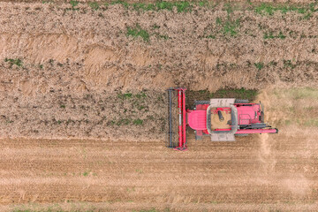 Fototapeta na wymiar Agriculture machine harvesting golden ripe wheat field