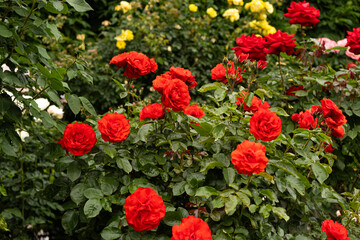 Red roses in the garden. Beautiful greeting card, gardening and rose cultivation.