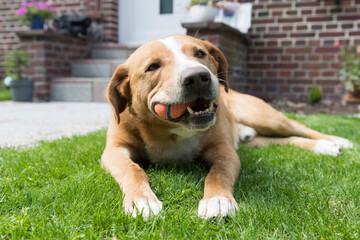 Glücklicher adoptierter Mischlingshund im neuen Zuhause