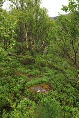 paysage des vesteralen, Norvège