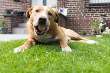Liegender Mischlingshund mit seinem Ball im Maul