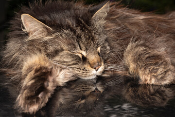 Katze Maine Coon auf Autodach mit Spiegelung - 632185108