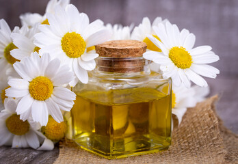 Essential oil in glass bottle with fresh chamomile flowers, beauty treatment.