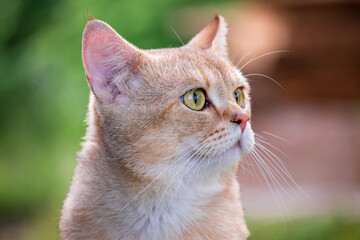 British golden chinchilla. Close-up portrait of a cat