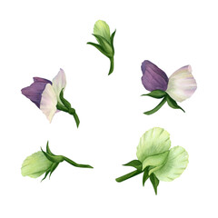 Watercolor set of white and pale purple flowers of green and sweet peas, legumes isolated on a white background. Illustration. For the design of printing, textiles, tableware, invitations, postcards