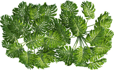 Top view of Monstera Deliciosa Plant