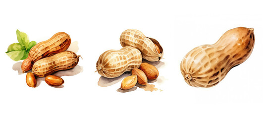 nut peanut watercolor