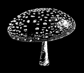 Pilz Fliegenpilz Vektor Zeichnung. Herbst Dekoration. Schwarz weiß.