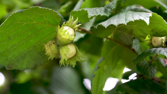 Young green nuts. Young hazel fruits on a tree branch.