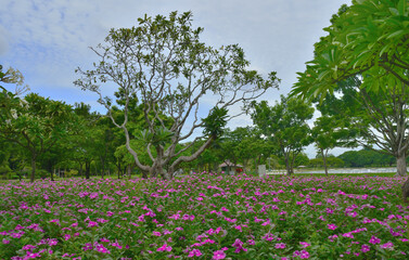 Flower garden in the park with green tree and blue sky.