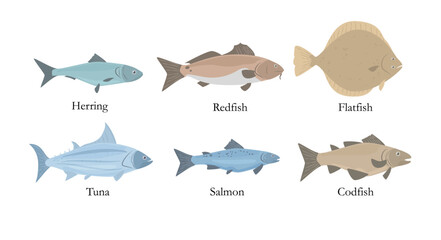 Ocean and marine food fish with names on information poster, vector isolated.