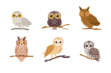 Collection of species of owls forest birds, flat vector illustration isolated.