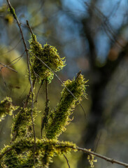 Branches moussues à Drom, Ain, France