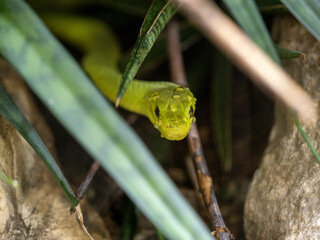 Green mamba, Dendroaspis angusticeps intermedius, peeking out of the bush, dewdrops on its head