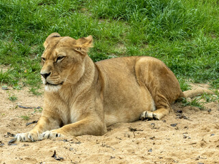 A female Barbary lion, Panthera leo leo, lies on the sand and observes the surroundings
