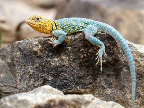 Collared lizard Crotaphytus collaris, sits on a large stone and observes the surroundings