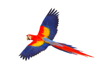 Colorful flying parrot isolated on transparent background png file