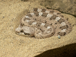 SonSonoran Desert sidewinder, Crotalus cerastes cercobombus, sits on a large rock and stalks preyoran Desert sidewinder , Crotalus cerastes cerobombus