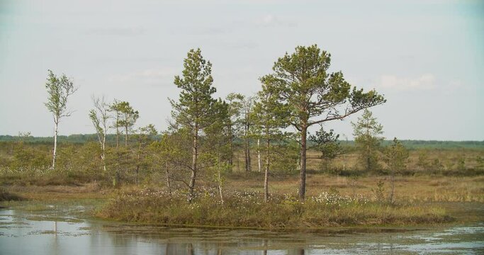 Cotton Grass Summer among pines trees. White Fluffy Flowers Eriophorum Angustifolium Known As Cottongrass, Cotton-grass.