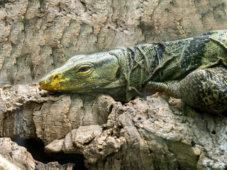 Portrait of Grys´ monitor, Varanus olivaceus lying on a stone