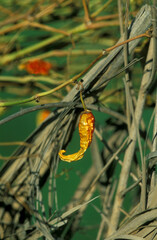 AFRICA EGYPT SAHARA SIWA VILLAGE