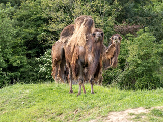 Camelus bTwo Bactrian camels, Camelus bactrianus, stand on a green hill and observe the surroundingsactrianus, Bactrian camel