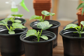 Seedlings growing in plastic containers with soil on table, closeup