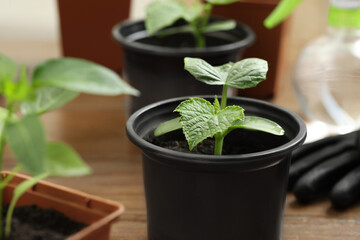 Seedlings growing in plastic containers with soil on table, closeup