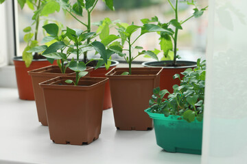 Different seedlings growing in plastic containers with soil on windowsill indoors