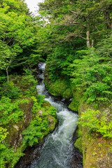 夏の竜頭の滝への森の中の川