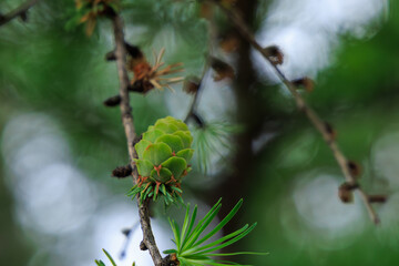夏の森宇野中のかわいい松のみと光の丸ボケ