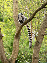 A female Lemur catta, Ring-tailed Lemur, with her young sits high in a tree