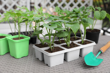Vegetable seedlings growing in plastic containers with soil and trowel on light gray table, closeup
