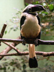 The rare Palawan hornbill, Anthracoceros marchei, sits on a branch observing the surroundings