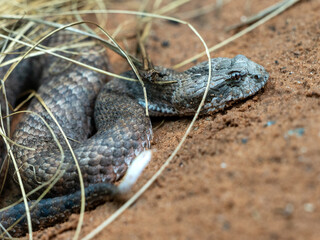 Common death adder, Acanthophis antarcticus, lies in cover and waits for food