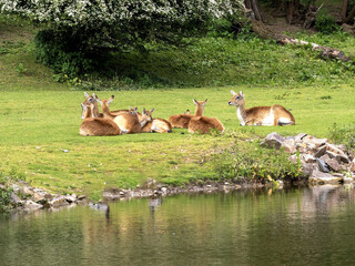 A small herd of Kafue Flats lechwe, Kobus leche kafuensis, resting on green grass - 632201331