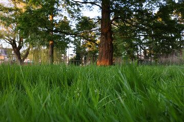 Obraz premium Beautiful view of green grass in park