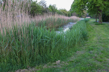 View of green reeds growing near channel outdoors
