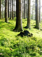 Sun shines on very mossy ground between fir trees