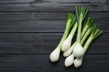 Whole green spring onions on black wooden table, flat lay. Space for text