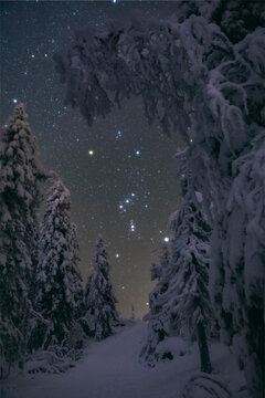 Orion constellation above the winter forest